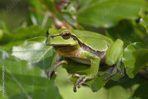 Europäischer Laubfrosch (Hyla arborea) - European tree frog photo