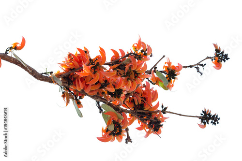 Butea monosperma is a species of Butea native to tropical and sub-tropical parts of the Indian Subcontinent and Southeast Asia.