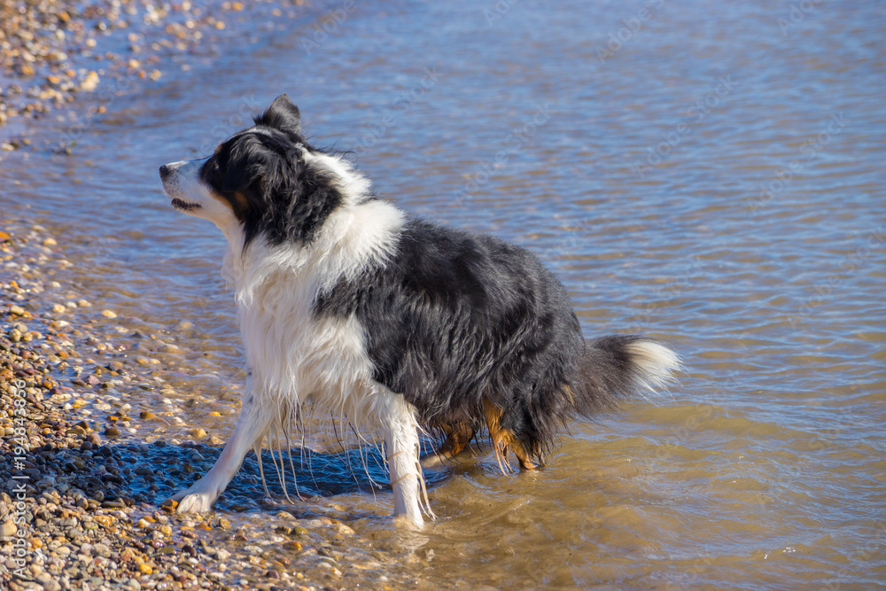 A black and white dog is having fun at the river