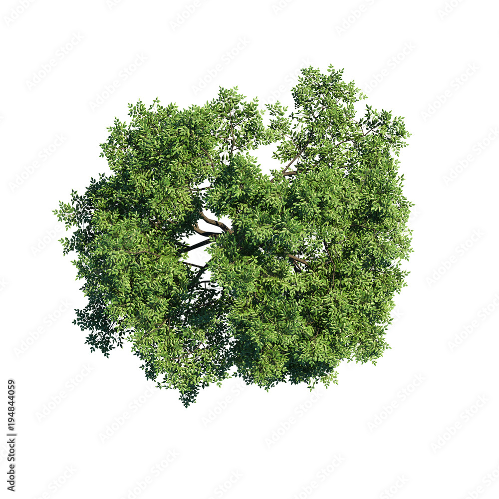 Obraz premium Wybór ścieżki widoku z góry zielonego drzewa