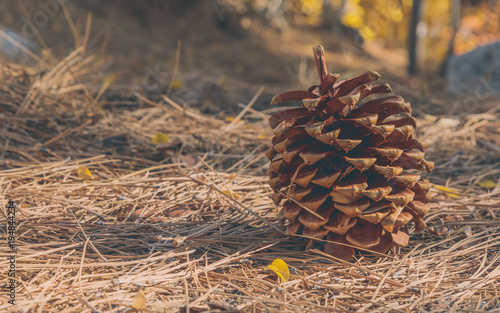 Fototapete Pine Cone on the forest floor