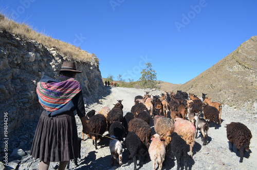 Bolivian woman with goats in the mountains photo