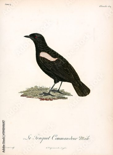 Illustration of a bird.