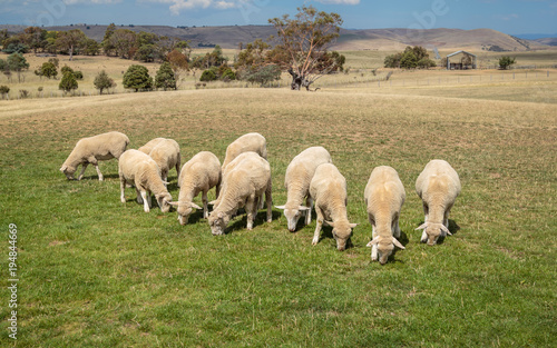Sheep grazing on grass in New Zealand