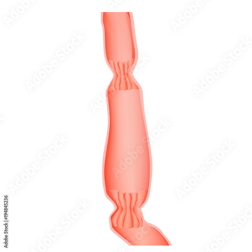 Upper sphincter of esophagus. Lower cardiac esophageal sphincter. Infographics. Vector illustration on isolated background.