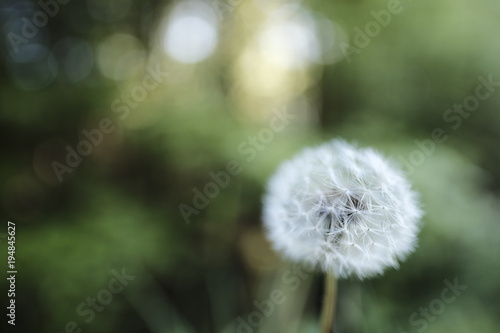 dandelion macro