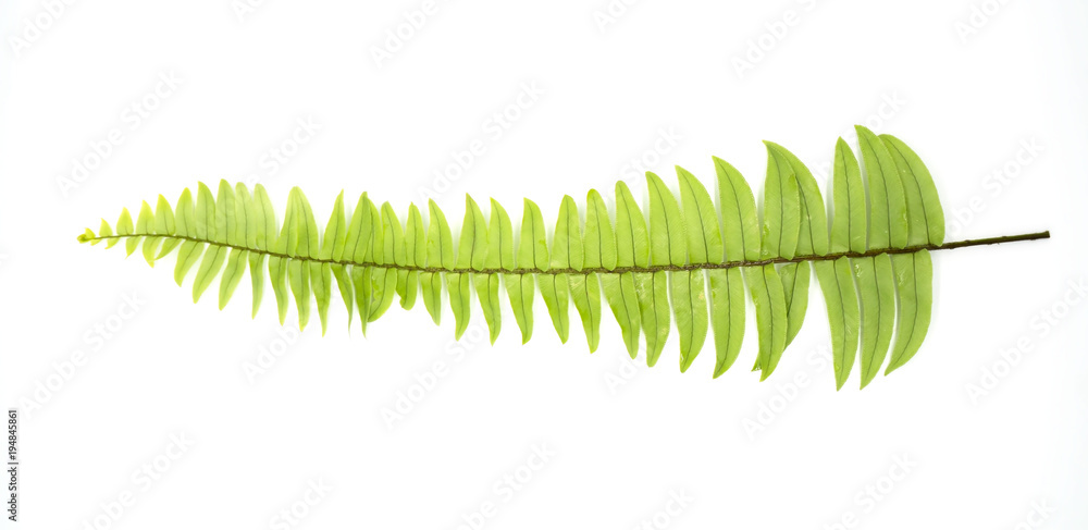 Naklejka premium Closeup Green fern leaf with water droplets isolated on white background .