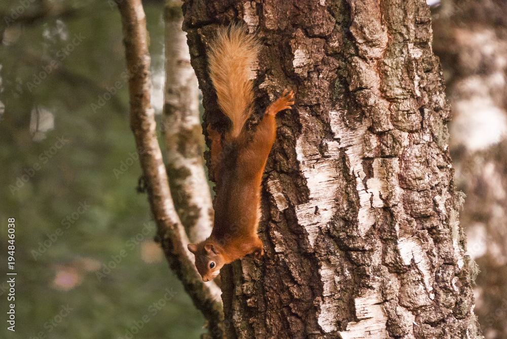 Red Squirrel / A Red Squirrel, Sciurus vulgaris, stopped facing halfway down a Silver Birch tree, Betula pendula in Ardnamurchan, Lochaber, Scotland. 15 June 201 Red Squirrel / A Red Squirrel, Sciurus vulgaris, stopped facing halfway down a Silver Birch tree, Betula pendula in Ardnamurchan, Lochaber, Scotland. 15 June 201