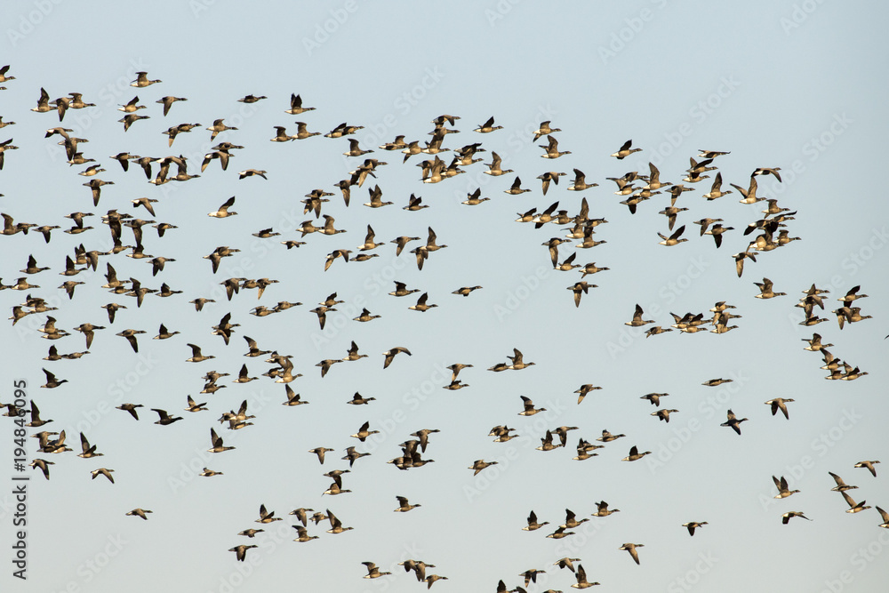 Brent Geese Flock - Branta bernicla Brent Geese Flock - Branta bernicla