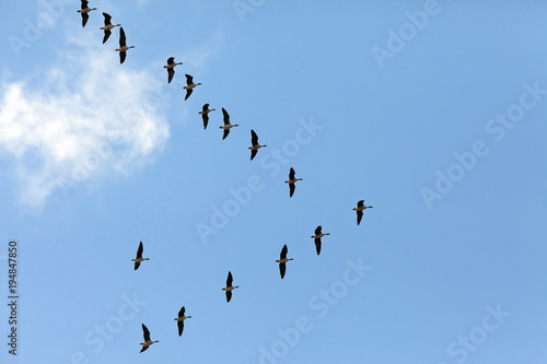 autumn migration of wild ducks in the sky