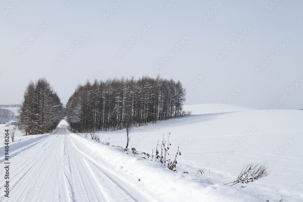 雪で覆われた冬の北海道の道