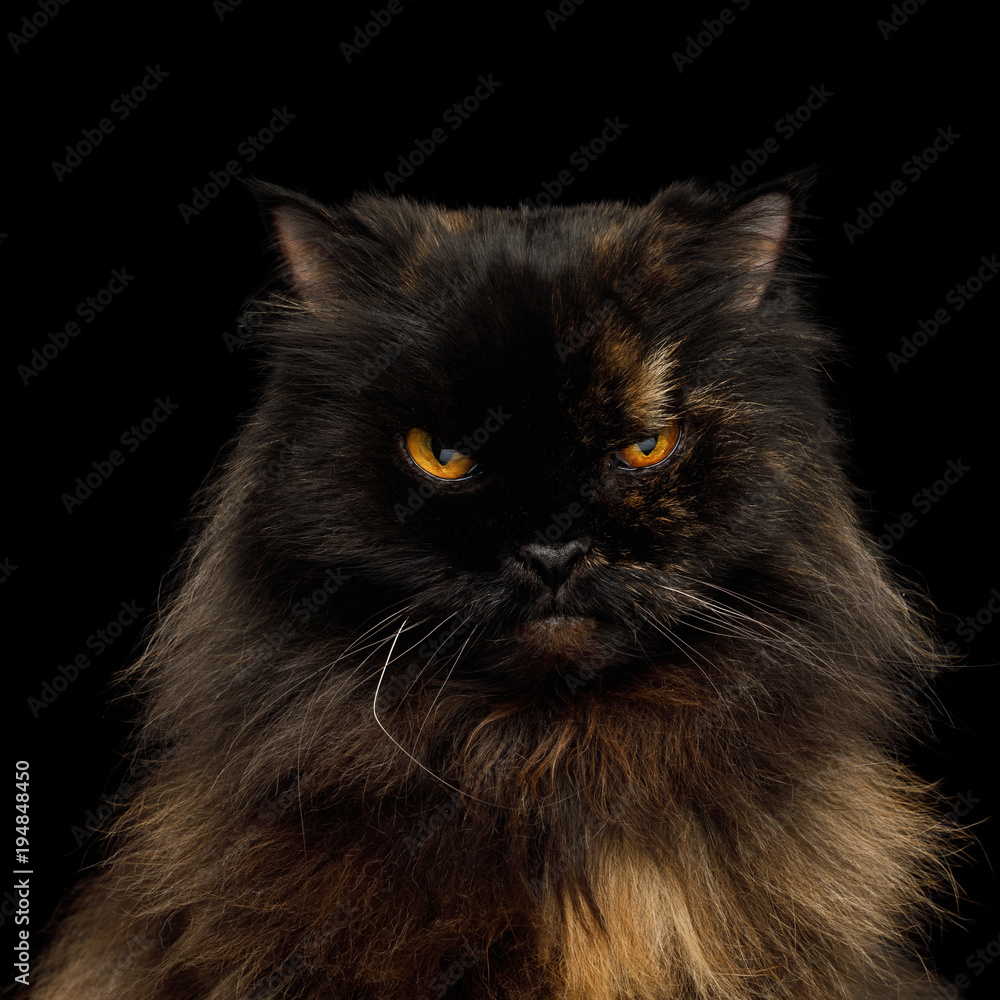 Portrait of Angry Persian Cat, Red with Brown Fur, Gazing on Isolated Black Background