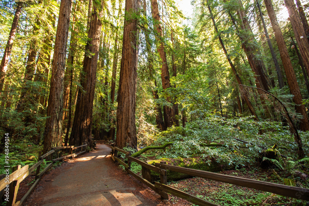 Fototapeta premium Muir woods National Monument near San Francisco in California, USA