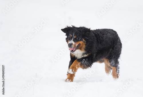 Bernese Mountain Dog in the snow in winter