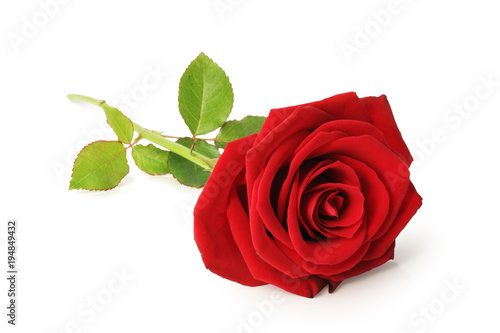 Fototapeta Naklejka Na Ścianę i Meble -  Lovely Red Rose (Rosaceae) isolated on white background, inclusive clipping path without shade, Germany