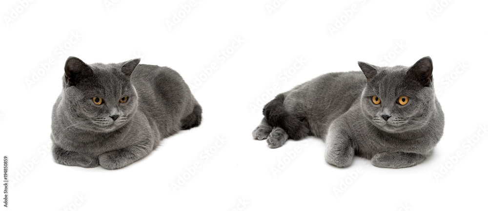 gray cats are lying on a white background