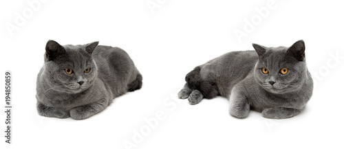 gray cats are lying on a white background