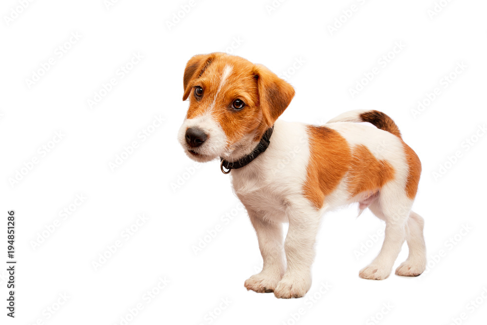 Jack russell terrier puppy portrait. Image taken in a studio.