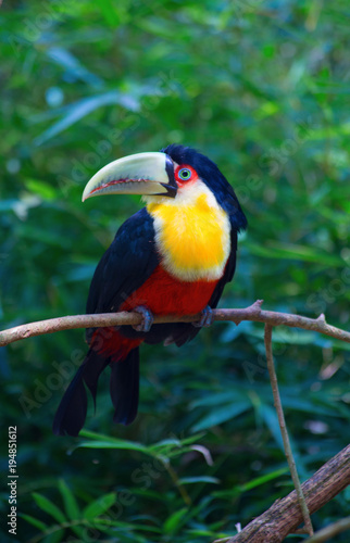 Colorful tucan