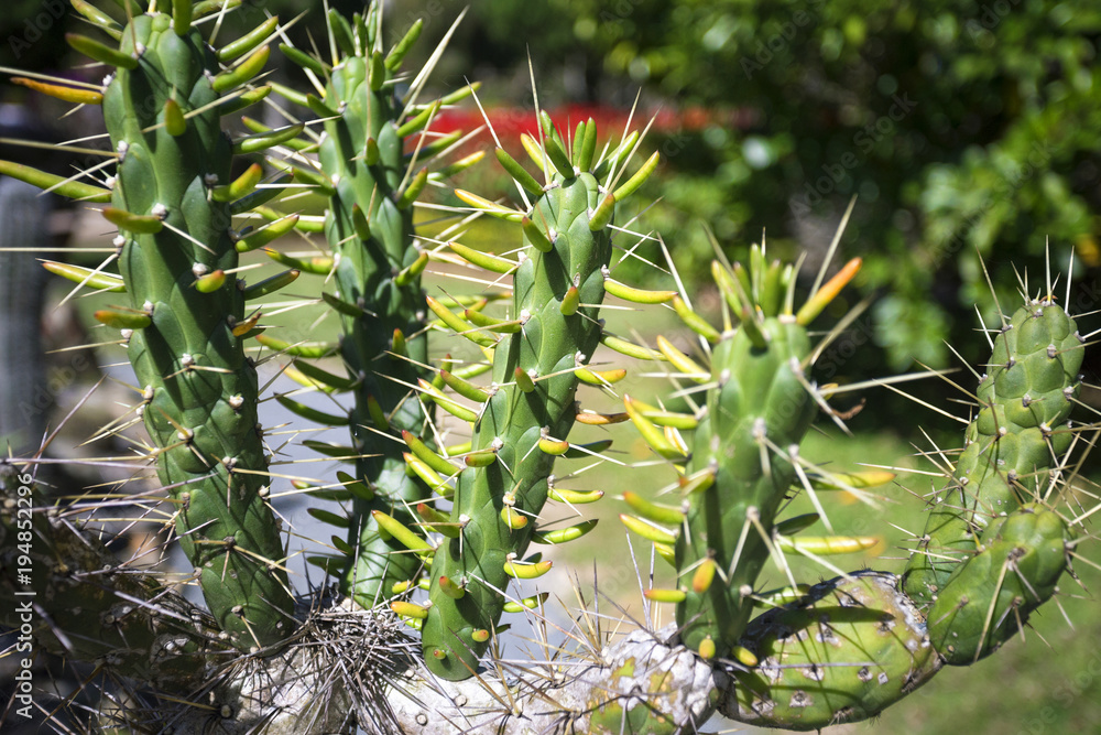 Obraz premium close up of green cactus with long spines