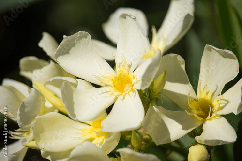 Yellow Nerium oleander