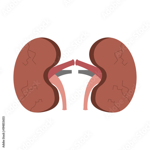 kidneys human unhealthy disease medical anatomic damaged vector illustration 