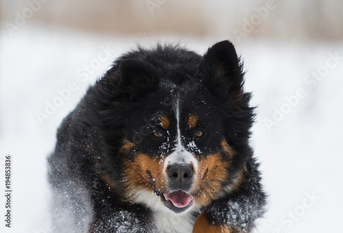 Bernese Mountain Dog in the snow in winter