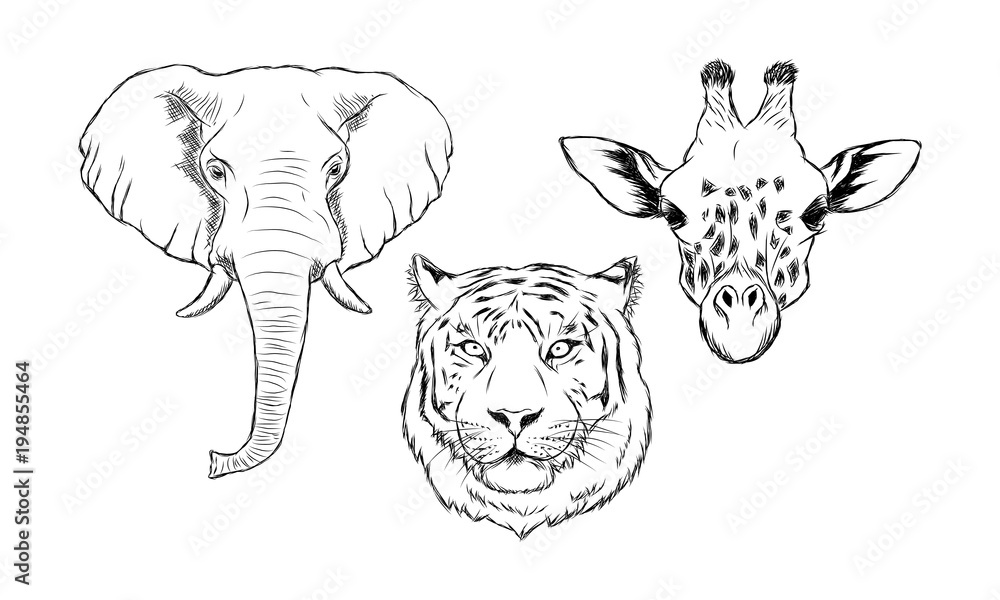 Set of black and white hand drawn wild animals. Illustration of elephant, tiger and giraffe Set of black and white hand drawn wild animals. Illustration of elephant, tiger and giraffe