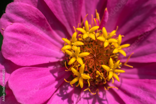 Pink flower close up © Hairem