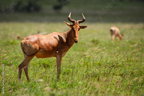 Hartebeest - Alcelaphus buselaphus, large antelope from African savanna, Taita Hills reserve, Kenya. © David