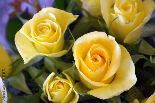 leuchtend gelbe Rosen als Fr  hlings Hintergrund 