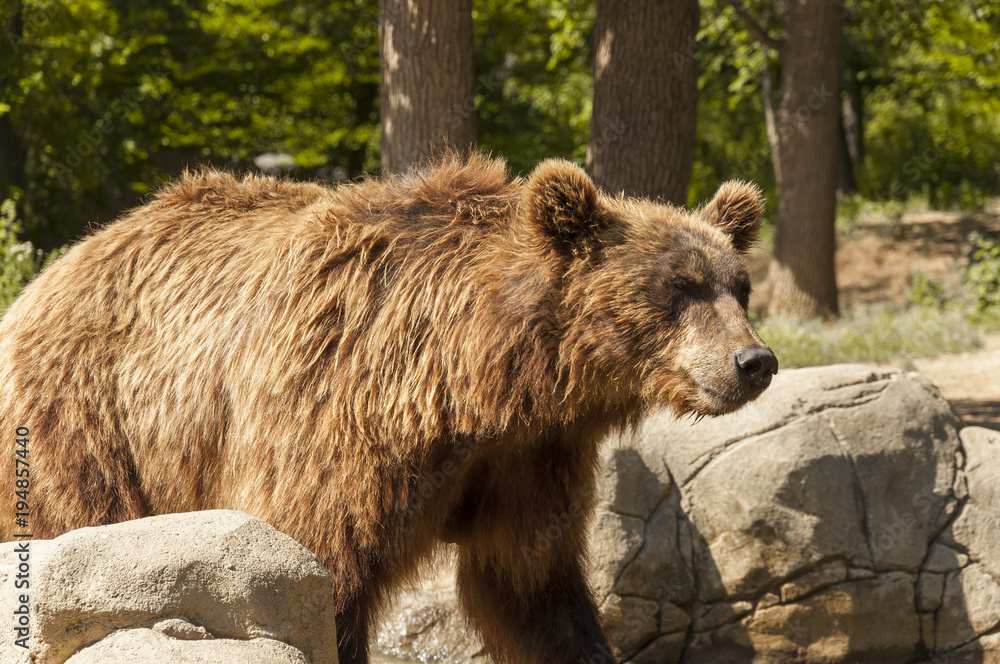 Kamchatka Brown Bear at mountain forest in their natural habitat.