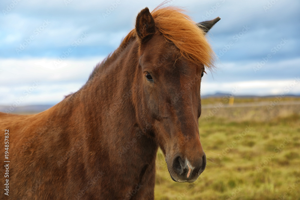 Fototapeta premium Portrait of brown Icelandic horse in the field