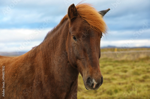 Portrait of brown Icelandic horse in the field
