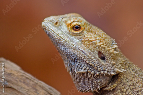 Colorful portrait of Lizard