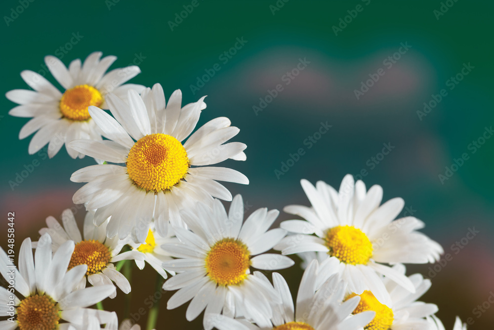 Obraz premium Chamomile among flowers