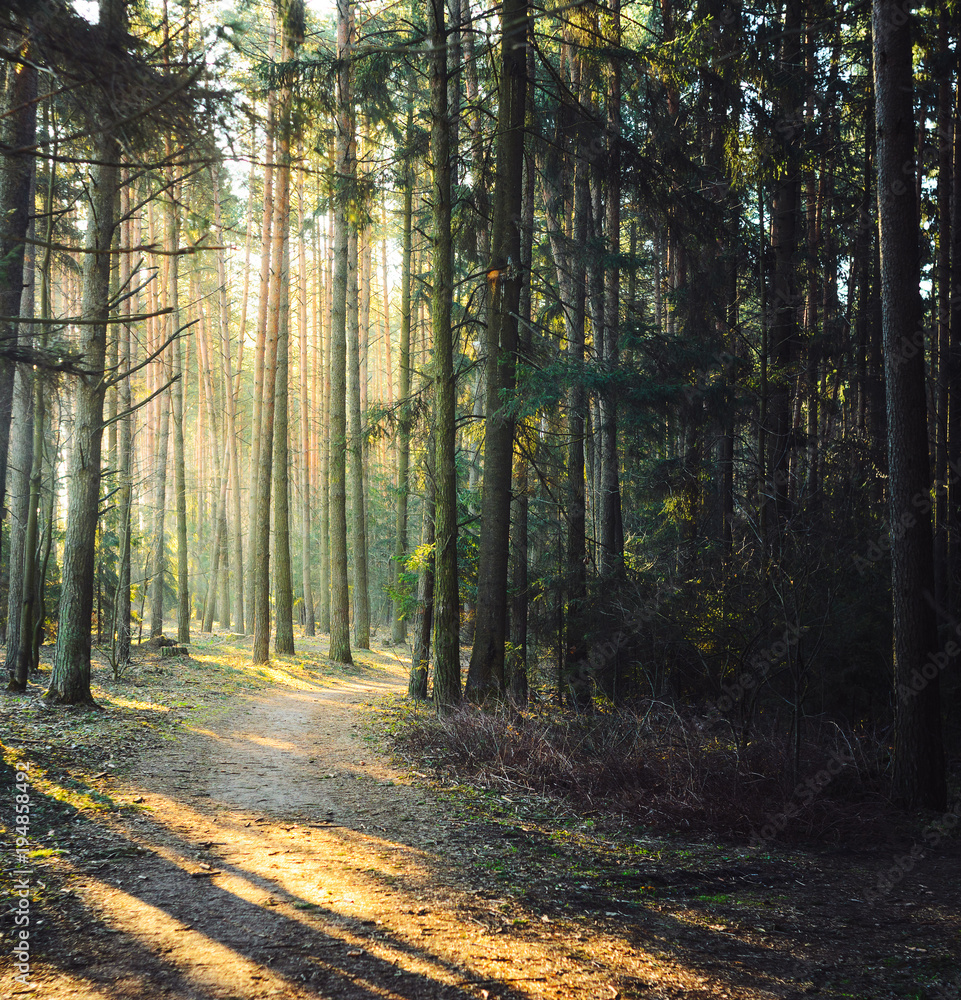 Forest road in the morning with bright sunlight. Forest road in the morning with bright sunlight.