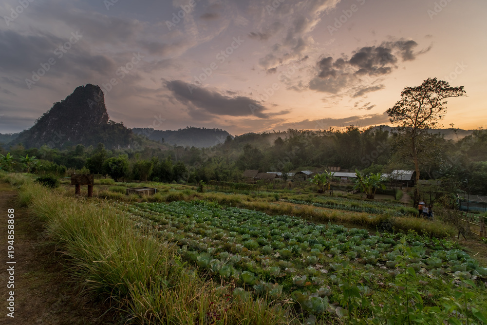 Organic vegetable plot  in a row Mountain background at twilight time