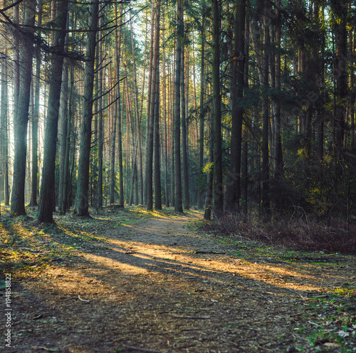 Forest road in the morning with bright sunlight.