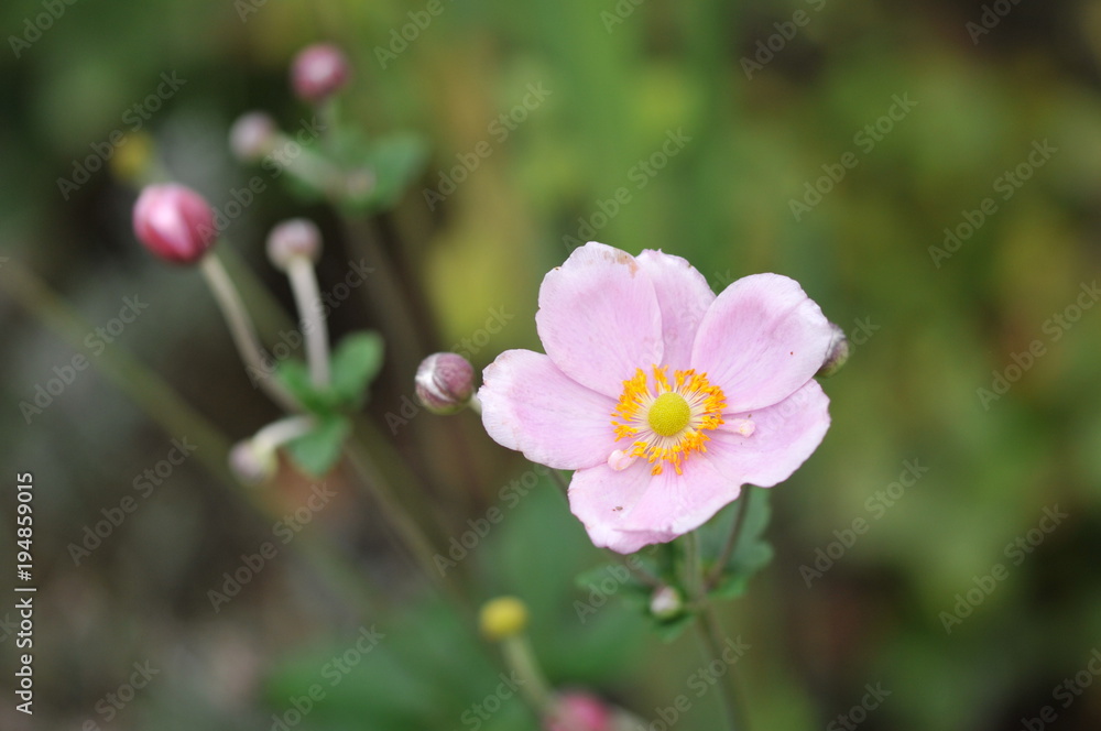 Flower Flower