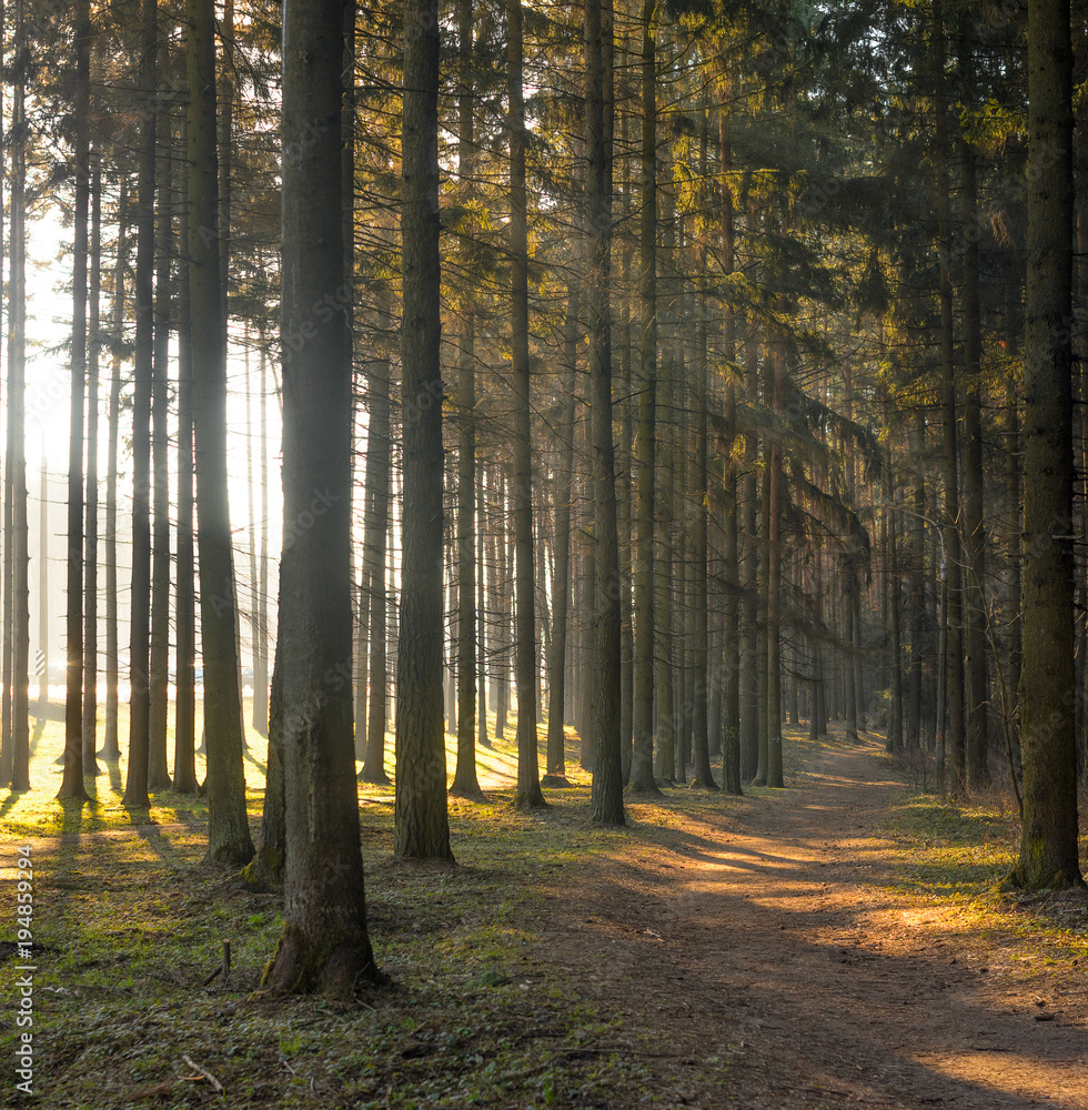 Forest road in the morning with bright sunlight. Forest road in the morning with bright sunlight.