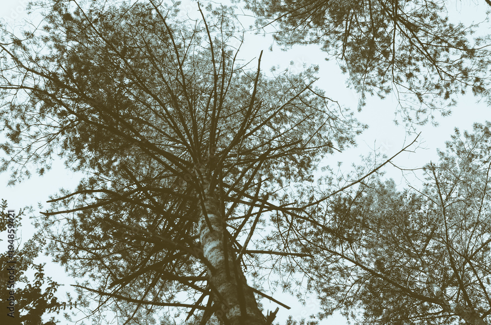Fototapeta premium Pine tree in the forest view from below. Silhouette tree abstract background