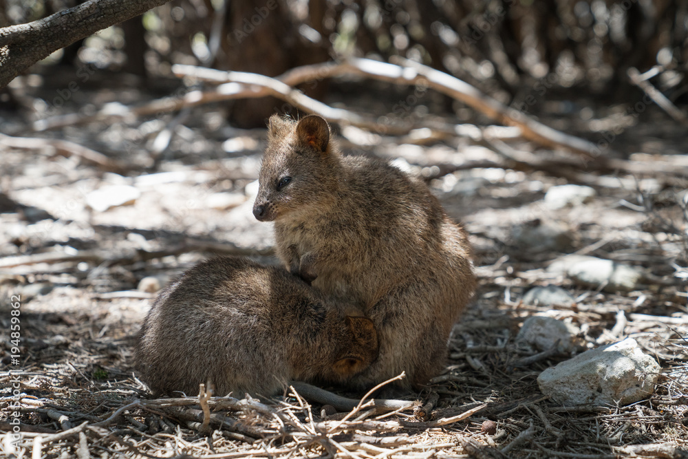 Naklejka premium Quokka, Setonix brachyurus, image was taken on Rottnest Island, Western Australia