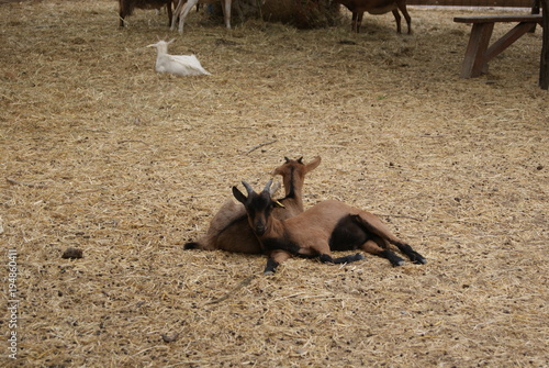 Couple de chèvres