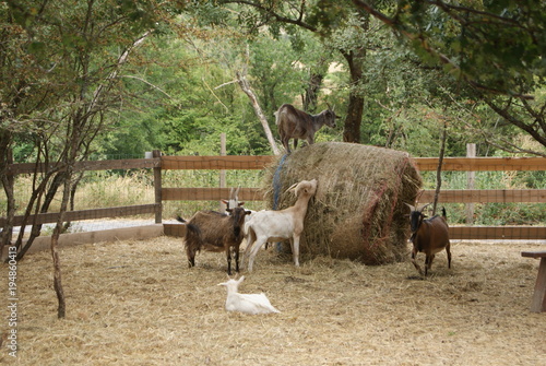 troupeau de chèvres