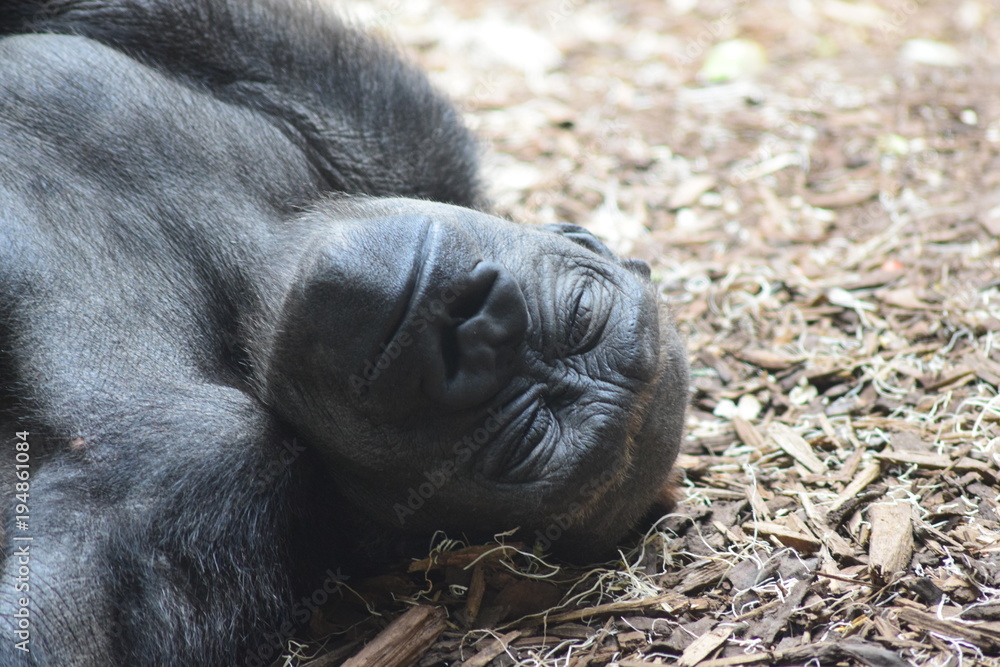 Obraz premium Sleeping Ape