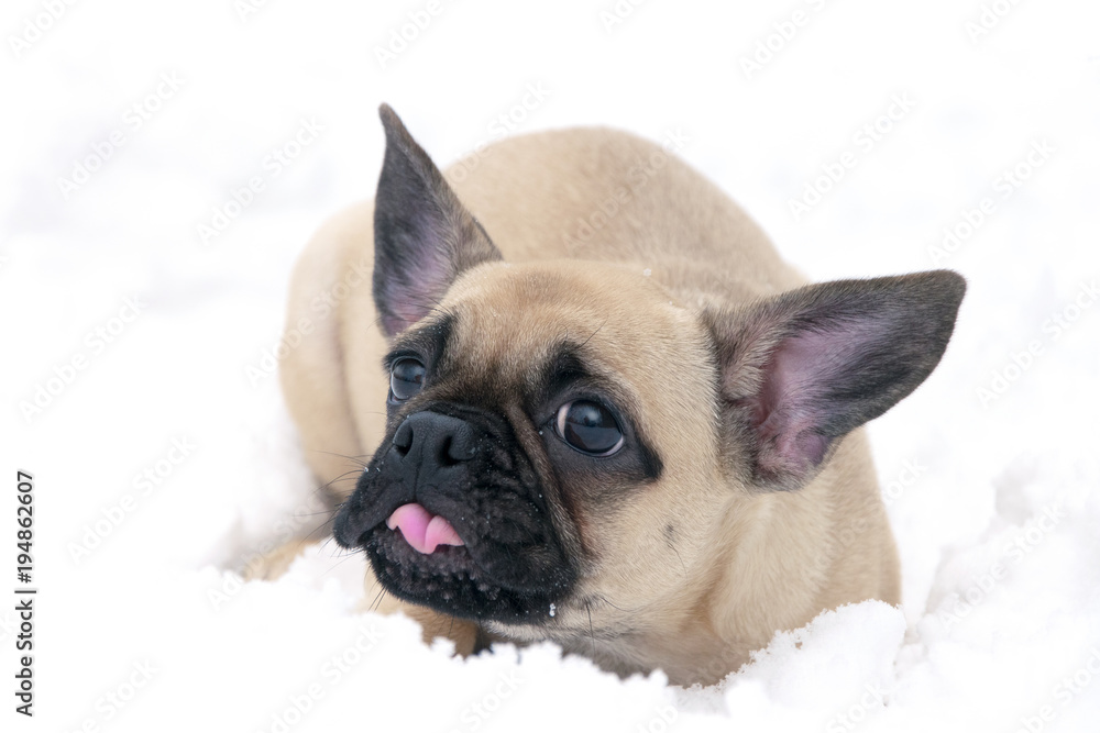 .Very funny long-eared bulldog dog in the snow shows the tongue