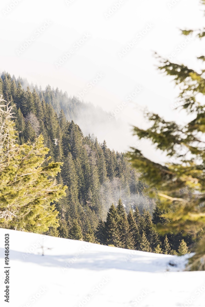 snowy mountain landscape with conifer woods