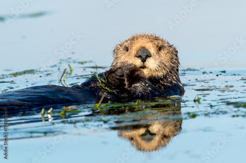 Sea Otter © James