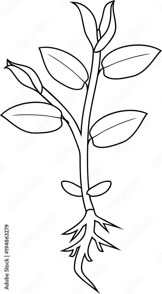Coloring page. Young plant with root and leaves Stock Vector Adobe Stock